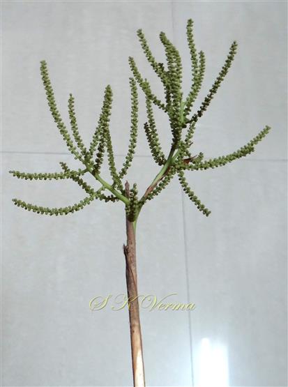  Male Inflorescence